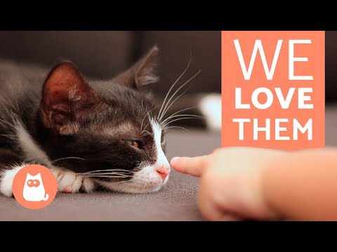 Why Do we love Cats so Much?