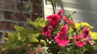 Warm Colors - Southern Gardening Television