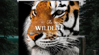 4 Kanha Tigers Coming towards us!