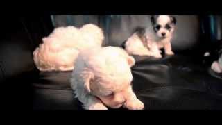 It&#39;s Puppy Time!  A Maltese Mix Music Video