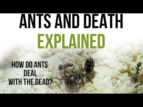 How ants deal with the dead – A documentary about ant burial rituals and why do ants carry dead ants