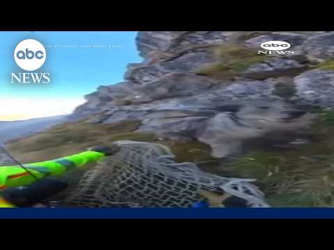 Firefighters rescue dog from cliff in Italian Alps