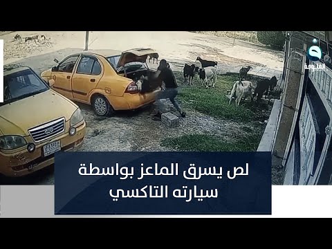 شاهد بالفيديو.. لص يثير سخرية العراقيين بطريقة اختطافه الماعز بسيارته الأجرة