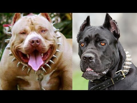 Los 10 Perros MÁS PELIGROSOS DEL MUNDO 💀 ➡ (Lista Negra Internacional)