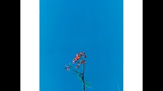 joanna newsom &amp; the ys street band - cosmia