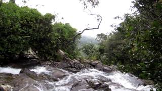 preview picture of video 'National park Black River Gorges, Mauritius'
