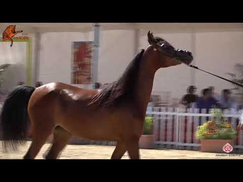 N 35 ROYAL ASSELAH   2020 Menton Mediterranean and Arab Countries Arabian Horse Championship   2 Yea