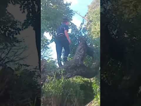 Fuerte tormenta en Escobar buenos aires.  tiro un arbol gigante arriba de dos casas #tormentas