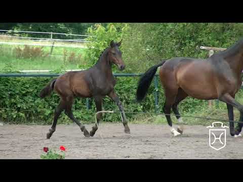 ODRZ071 Hengstfohlen von Adagio de Talma - Caretino - Contender