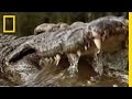 Croc Vs Wildebeest Gazelle National Geographic