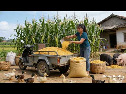 Buying 1000KG Corn Kernels! 3-Wheeled Truck Fully Loaded – Sold Out Fast for Livestock Feed!