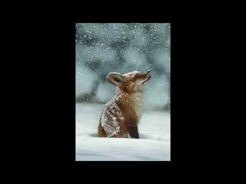 Frontier Guards - FRONTIER GUARDS - "PRINCESS FOX" (new album "YOU" 2019)