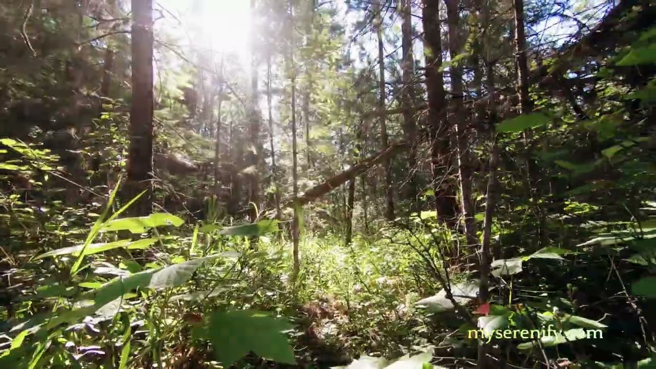 Explore Calm Meditation Subscription: Your Path to Peace