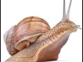 Snail Singing Jackson 5 Song Ooh Baby Give Me One More Chance