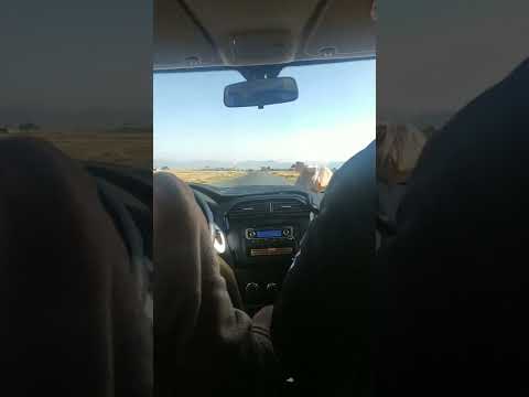 Paseando Ando│Camino a Chuma│La Paz - Bolivia│El Tio Borikua.