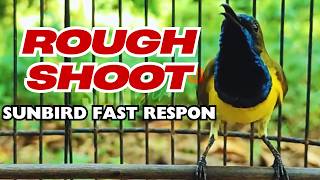 Download lagu MALE SUNBIRD ROUGH SHOOT SOGON JANTAN NEMBAK TAJAM! mp3 Download lagu MALE SUNBIRD ROUGH SHOOT SOGON JANTAN NEMBAK TAJAM! mp3