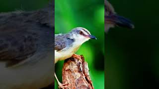 Download lagu Pikat ciblek sawah ampuh sekali mp3