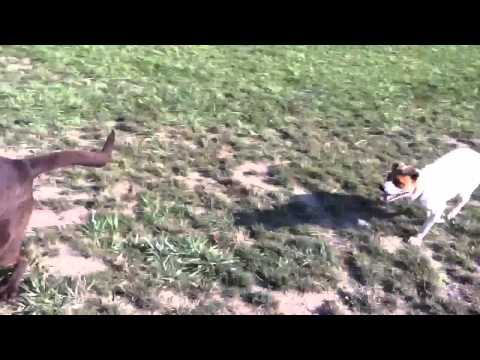 Topaz loves the dog park