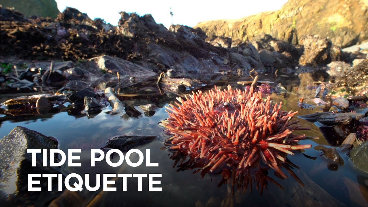 Tide Pool Etiquette