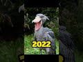 2022 shoebill stork  in 3000 bce #shortvideo #mythology #mythologymonkeyshorts