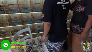 Download lagu CEK HARGA BURUNG TERBARU !!! GLATIK - CIBLEK - PLECI - JALAK - POKSAY MANDARIN - CENDET MACAN DLL mp3