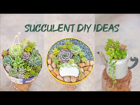 7 Succulent DIY Ideas | Tái chế đồ cũ trồng sen đá