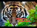 Africa Kattu Puli Song