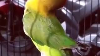 Download lagu Lovebird jantan semi konslet ngekek gaya nyengklak mp3