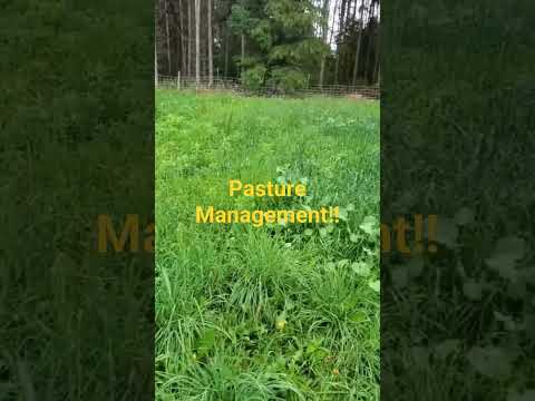 Pasture Management!! #regenerativefarming #pasture#rotationalgrazing #farming #grassfed #cow