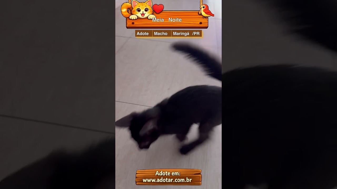 Gato raça SRD-ViraLata idade 2 a 6 meses nome Meia Noite