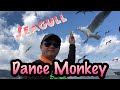 Seagull Feeding Frenzy Djo Traveling