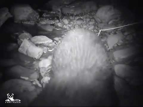 Lontre nel bacino Sangro-Aventino, gli esemplari sono almeno 6