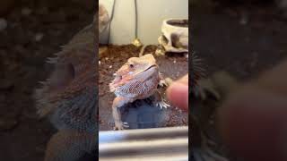 ペロちゃんの朝ごはん#フトアゴヒゲトカゲ #animals #爬虫類