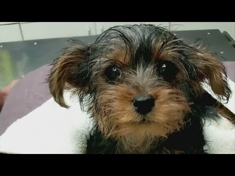 Toronto police search for man who left puppy in a garbage can