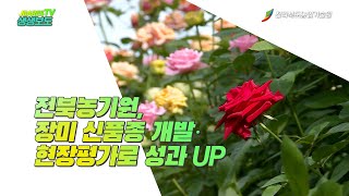전북농기원, 장미 신품종 개발·현장평가로 성과 UP