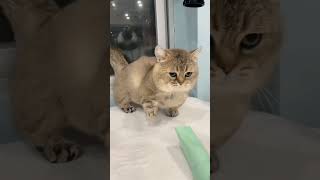 Download lagu story wa kucing imut lucu 🤣✨ mp3