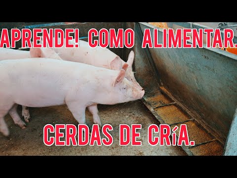 Como alimentar cerdas de cría en sus diferentes etapas /Levante / Gestación /Lactancia