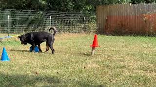 Video preview image #1 Rottweiler Puppy For Sale in Mooresville, NC, USA
