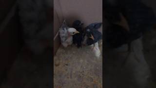 Pintinhos Garnizé. Dois São De Pescoço Pelado - 5
