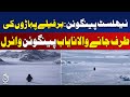 Nihilist Penguin Viral Video Solo Penguin Walks 70 KM Rare Wildlife Behavior Aaj Pakistan News