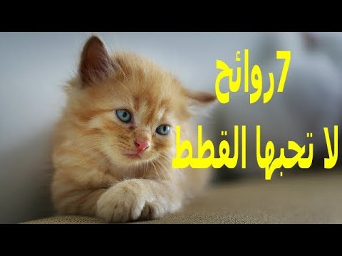 , title : '7 روائح تكرهها القطط وتنفر منها | تعرف عليها | الموسوعة العلمية'