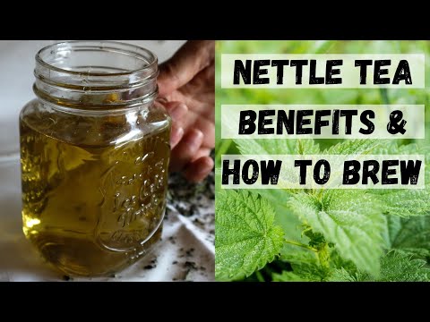 STINGING NETTLE TEA BENEFITS + Nettle Tea Recipes (Nettle Benefits)