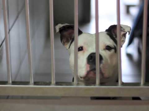 download lagu mp3 mp4 Spa Mulhouse Chien Adopter, download lagu Spa Mulhouse Chien Adopter gratis, unduh video klip Spa Mulhouse Chien Adopter