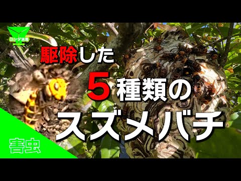 スズメバチの巣の種類