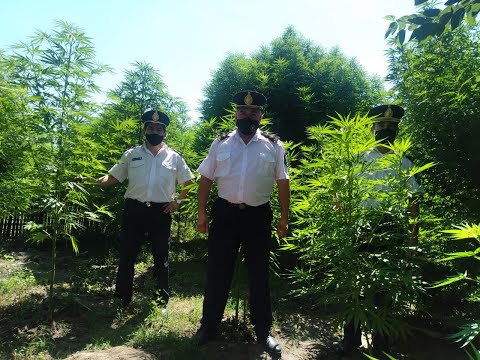 CIUDACITA, departamento Simoca, Tucumán. Descubren Plantación de Marihuana con altura de 3 metros.
