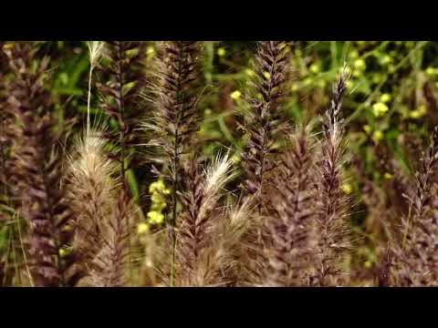 Jaywop  -  Carousel (Official Music Video)