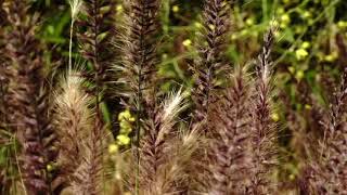 jaywop - Carousel (Official Music Video)