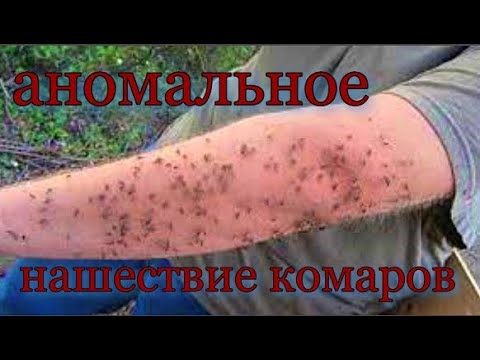 В Крыму аномальное нашествие комаров