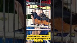 Download lagu Betina hitam klawu karakteristik induk bagus‼️ langka berparuh celah‼️ ori Sumatra‼️ mp3