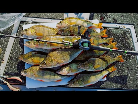 AHVENENKALASTUKSEN KULTA-AIKAA | NÄTTIÄ AHVENTA UUSILTA SPOTEILTA!